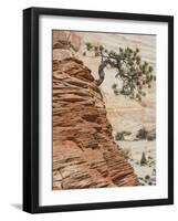 Ponderosa Pine on Sandstone Cone, Zion National Park, Utah, United States of America, North America-Jean Brooks-Framed Photographic Print