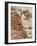 Ponderosa Pine on Sandstone Cone, Zion National Park, Utah, United States of America, North America-Jean Brooks-Framed Photographic Print