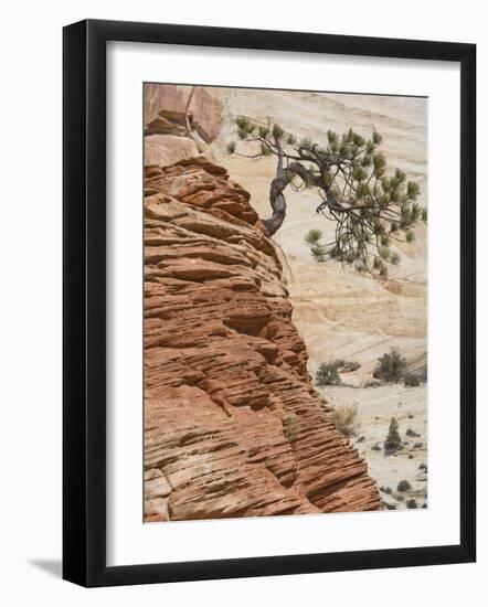 Ponderosa Pine on Sandstone Cone, Zion National Park, Utah, United States of America, North America-Jean Brooks-Framed Photographic Print