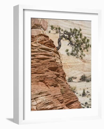 Ponderosa Pine on Sandstone Cone, Zion National Park, Utah, United States of America, North America-Jean Brooks-Framed Photographic Print