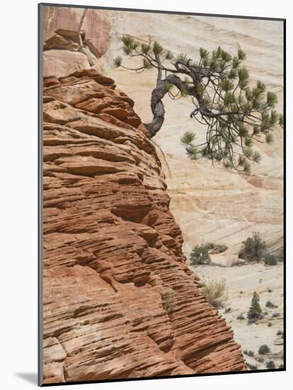Ponderosa Pine on Sandstone Cone, Zion National Park, Utah, United States of America, North America-Jean Brooks-Mounted Photographic Print