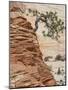 Ponderosa Pine on Sandstone Cone, Zion National Park, Utah, United States of America, North America-Jean Brooks-Mounted Photographic Print