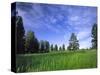 Ponderosa Pines and Meadow, Elk Ridge, Manti-LaSal National Forest, Utah, USA-Scott T. Smith-Stretched Canvas