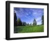 Ponderosa Pines and Meadow, Elk Ridge, Manti-LaSal National Forest, Utah, USA-Scott T. Smith-Framed Photographic Print