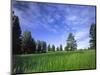 Ponderosa Pines and Meadow, Elk Ridge, Manti-LaSal National Forest, Utah, USA-Scott T. Smith-Mounted Photographic Print