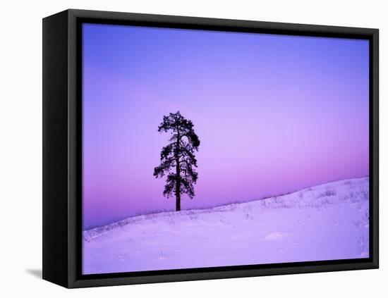 Ponderosa Pines at dusk, Riverside Hills, Spokane County, Washington, USA-Charles Gurche-Framed Stretched Canvas