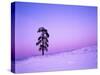 Ponderosa Pines at dusk, Riverside Hills, Spokane County, Washington, USA-Charles Gurche-Stretched Canvas