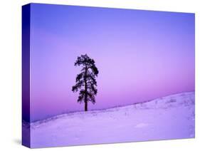 Ponderosa Pines at dusk, Riverside Hills, Spokane County, Washington, USA-Charles Gurche-Stretched Canvas