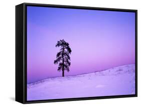 Ponderosa Pines at dusk, Riverside Hills, Spokane County, Washington, USA-Charles Gurche-Framed Stretched Canvas