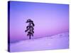 Ponderosa Pines at dusk, Riverside Hills, Spokane County, Washington, USA-Charles Gurche-Stretched Canvas