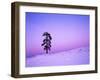 Ponderosa Pines at dusk, Riverside Hills, Spokane County, Washington, USA-Charles Gurche-Framed Premium Photographic Print