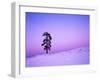Ponderosa Pines at dusk, Riverside Hills, Spokane County, Washington, USA-Charles Gurche-Framed Premium Photographic Print