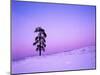 Ponderosa Pines at dusk, Riverside Hills, Spokane County, Washington, USA-Charles Gurche-Mounted Premium Photographic Print