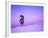 Ponderosa Pines at dusk, Riverside Hills, Spokane County, Washington, USA-Charles Gurche-Framed Photographic Print