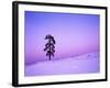 Ponderosa Pines at dusk, Riverside Hills, Spokane County, Washington, USA-Charles Gurche-Framed Photographic Print