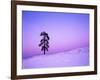 Ponderosa Pines at dusk, Riverside Hills, Spokane County, Washington, USA-Charles Gurche-Framed Photographic Print