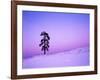 Ponderosa Pines at dusk, Riverside Hills, Spokane County, Washington, USA-Charles Gurche-Framed Photographic Print