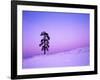 Ponderosa Pines at dusk, Riverside Hills, Spokane County, Washington, USA-Charles Gurche-Framed Photographic Print