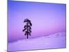 Ponderosa Pines at dusk, Riverside Hills, Spokane County, Washington, USA-Charles Gurche-Mounted Photographic Print