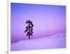Ponderosa Pines at dusk, Riverside Hills, Spokane County, Washington, USA-Charles Gurche-Framed Photographic Print