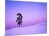 Ponderosa Pines at dusk, Riverside Hills, Spokane County, Washington, USA-Charles Gurche-Mounted Photographic Print