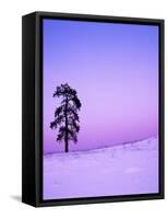 Ponderosa Pines at dusk, Riverside Hills, Spokane County, Washington, USA-Charles Gurche-Framed Stretched Canvas