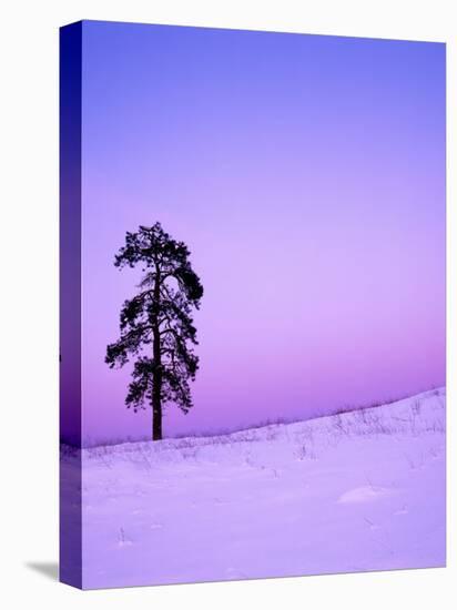 Ponderosa Pines at dusk, Riverside Hills, Spokane County, Washington, USA-Charles Gurche-Stretched Canvas