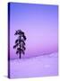 Ponderosa Pines at dusk, Riverside Hills, Spokane County, Washington, USA-Charles Gurche-Stretched Canvas