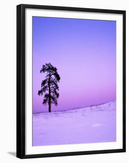 Ponderosa Pines at dusk, Riverside Hills, Spokane County, Washington, USA-Charles Gurche-Framed Premium Photographic Print