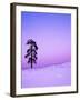 Ponderosa Pines at dusk, Riverside Hills, Spokane County, Washington, USA-Charles Gurche-Framed Premium Photographic Print