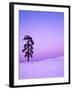 Ponderosa Pines at dusk, Riverside Hills, Spokane County, Washington, USA-Charles Gurche-Framed Premium Photographic Print