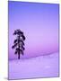 Ponderosa Pines at dusk, Riverside Hills, Spokane County, Washington, USA-Charles Gurche-Mounted Premium Photographic Print