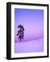 Ponderosa Pines at dusk, Riverside Hills, Spokane County, Washington, USA-Charles Gurche-Framed Photographic Print