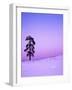 Ponderosa Pines at dusk, Riverside Hills, Spokane County, Washington, USA-Charles Gurche-Framed Photographic Print