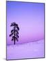 Ponderosa Pines at dusk, Riverside Hills, Spokane County, Washington, USA-Charles Gurche-Mounted Photographic Print