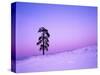 Ponderosa Pines at dusk, Riverside Hills, Spokane County, Washington, USA-Charles Gurche-Stretched Canvas