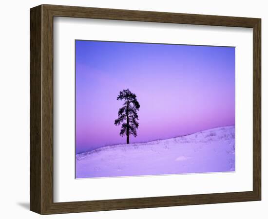 Ponderosa Pines at dusk, Riverside Hills, Spokane County, Washington, USA-Charles Gurche-Framed Photographic Print