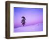 Ponderosa Pines at dusk, Riverside Hills, Spokane County, Washington, USA-Charles Gurche-Framed Photographic Print