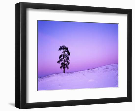 Ponderosa Pines at dusk, Riverside Hills, Spokane County, Washington, USA-Charles Gurche-Framed Photographic Print