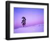 Ponderosa Pines at dusk, Riverside Hills, Spokane County, Washington, USA-Charles Gurche-Framed Photographic Print