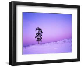 Ponderosa Pines at dusk, Riverside Hills, Spokane County, Washington, USA-Charles Gurche-Framed Photographic Print