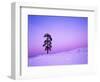 Ponderosa Pines at dusk, Riverside Hills, Spokane County, Washington, USA-Charles Gurche-Framed Photographic Print