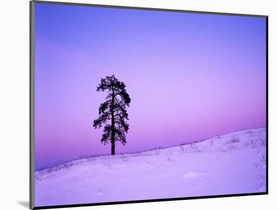 Ponderosa Pines at dusk, Riverside Hills, Spokane County, Washington, USA-Charles Gurche-Mounted Photographic Print