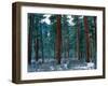 Ponderosa pines in snow, Deschutes National Forest, Jefferson County, Oregon, USA-null-Framed Photographic Print