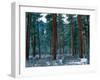 Ponderosa pines in snow, Deschutes National Forest, Jefferson County, Oregon, USA-null-Framed Photographic Print