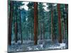 Ponderosa pines in snow, Deschutes National Forest, Jefferson County, Oregon, USA-null-Mounted Photographic Print