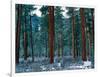 Ponderosa pines in snow, Deschutes National Forest, Jefferson County, Oregon, USA-null-Framed Photographic Print