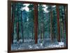 Ponderosa pines in snow, Deschutes National Forest, Jefferson County, Oregon, USA-null-Framed Photographic Print