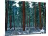 Ponderosa pines in snow, Deschutes National Forest, Jefferson County, Oregon, USA-null-Mounted Photographic Print