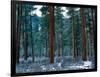 Ponderosa pines in snow, Deschutes National Forest, Jefferson County, Oregon, USA-null-Framed Photographic Print